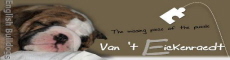 Van't Eickenraedt, English bulldog breeder Belgium ou Belgique
